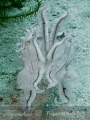   Cuttlefish getting angry. Taken Tioman Canon A620 Inon D2000 angry  